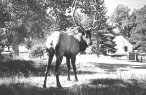 Elk